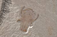 Crustacé fossile (cigale de mer ?)